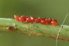 36736 – Photo : Arthropa - Benoit Martha – France (71)
