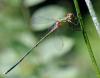 36808 – Photo : FATON Jean-Michel – France (26)