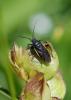 36088 – Photo : Sebastien Damoiseau – France (63)