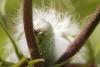 36391 – Photo : Mathieu Beausoleil – Canada