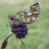 36540 – Photo : Arnaud Jean-Pierre – France (09)