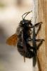 36830 – Photo : David Defoort – France (33)