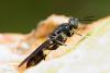 36776 – Photo : David Defoort – France (33)