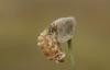 36126 – Photo : David Demerges – France (66)