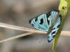 36334 – Photo : Alexandre Vinot – Guyane française