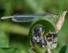 36843 – Photo : FATON Jean-Michel – France (26)