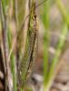 36428 – Photo : FATON Jean-Michel – France (26)