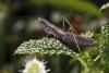 36553 – Photo : Elwood – France (83)