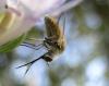 36489 – Photo : Cecile Bassaglia – France (84)