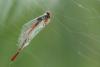 Ceriagrion tenellum