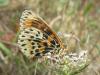 36665 – Photo : jeromebubu – France (81)