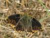 36667 – Photo : jeromebubu – France (81)