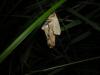 36155 – Photo : Denis Vandromme – France (36)