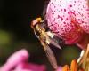 36531 – Photo : Thierry Darmuzey – France (05)