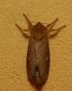 Triodia sylvina