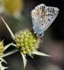 36682 – Photo : FATON Jean-Michel – France (26)