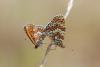 36368 – Photo : Samuel DUCEPT – France (86)