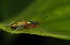 36091 – Photo : Vincent Lefebvre – France (91)