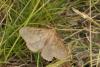 Ocneria rubea