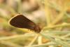 36075 – Photo : Daniel Morel – France (66)