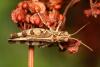 36082 – Photo : Vincent Derreumaux – France (84)