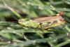 36819 – Photo : Vincent Derreumaux – France (34)