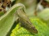 36706 – Photo : Denys Liger – France (27)