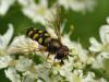 36722 – Photo : Denys Liger – France (27)