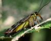 36426 – Photo : FATON Jean-Michel – France (23)