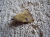 36018 – Photo : JCH – France (55)