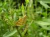 36090 – Photo : JCH – France (55)