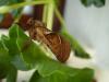 36229 – Photo : JCH – France (55)