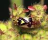 36436 – Photo : Vincent Derreumaux – France (05)