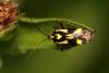 36701 – Photo : Vincent Derreumaux – France (05)