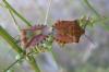 36266 – Photo : Bernadette Cassel – France (26)