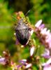 36434 – Photo : Magalie Mazuy – France (70)