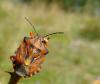 36431 – Photo : Magalie Mazuy – France (25)