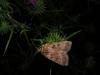 36287 – Photo : Denis Vandromme – France (36)