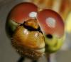 36049 – Photo : FATON Jean-Michel – France (26)