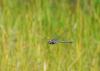 36780 – Photo : Antoine Guibentif – France (39)