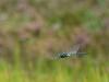 36779 – Photo : Antoine Guibentif – France (39)