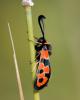 36986 – Photo : FATON Jean-Michel – France (26)