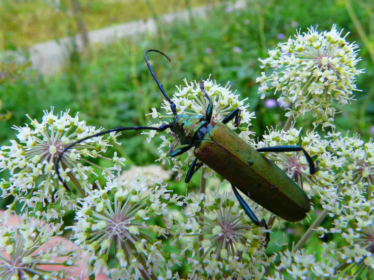 Patrick Straub - Aromia moschata - réf. 36860 (1300 x 975 pixels, 113 ko)