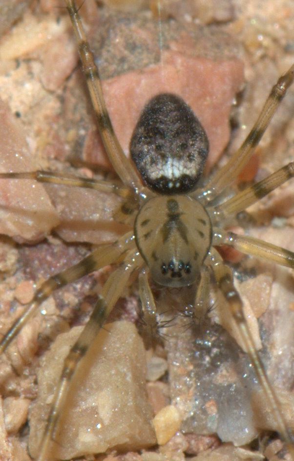 roy - Drapetisca socialis - réf. 36386 (602 x 944 pixels, 127 ko)