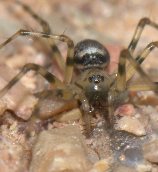 roy - Drapetisca socialis - réf. 36387 (670 x 729 pixels, 97 ko)