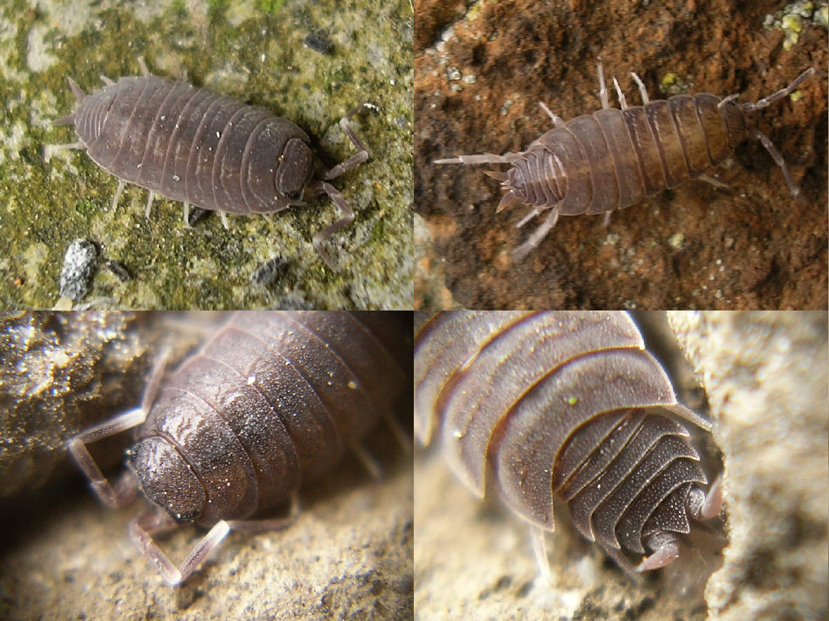 Arp - Porcellionides pruinosus - réf. 36119 (1200 x 900 pixels, 192 ko)
