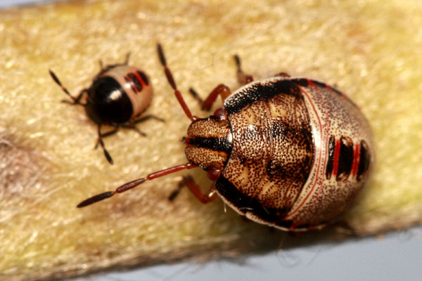 Vincent Derreumaux - Piezodorus lituratus - réf. 36821 (600 x 400 pixels, 74 ko)