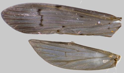 Oecetis notata