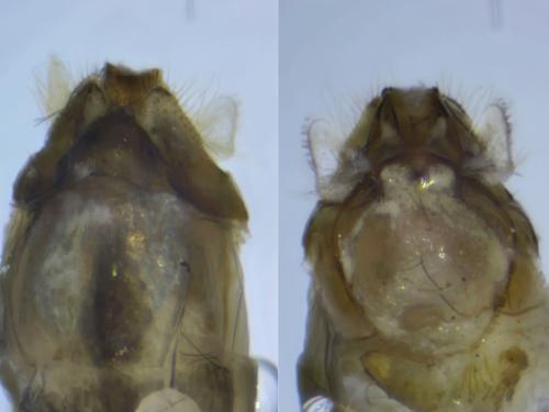 Oecetis notata