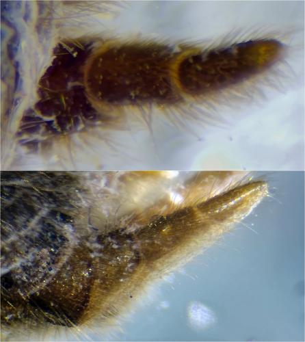 Atypus piceus